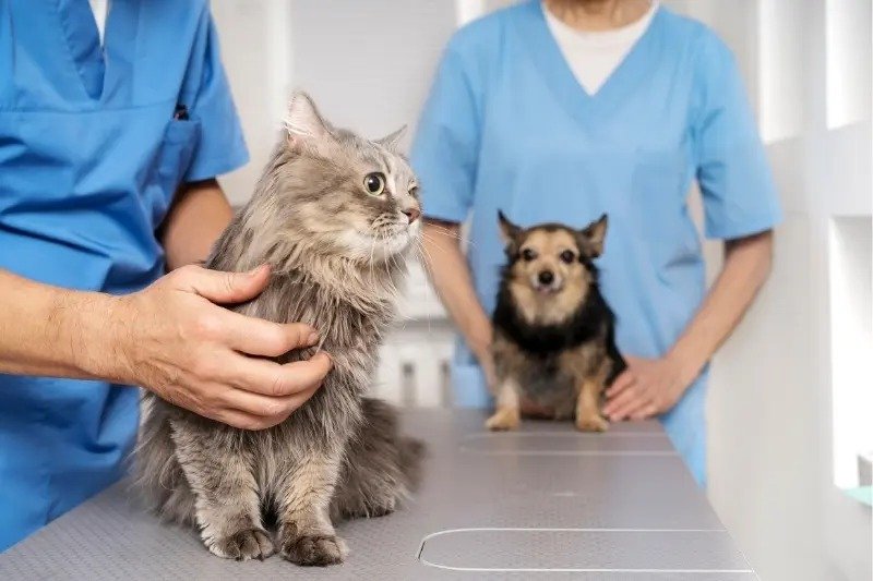 Setor pet defende criação de “ANS Veterinária”