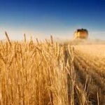 Seguro rural perde força e deixa produtores mais expostos a riscos